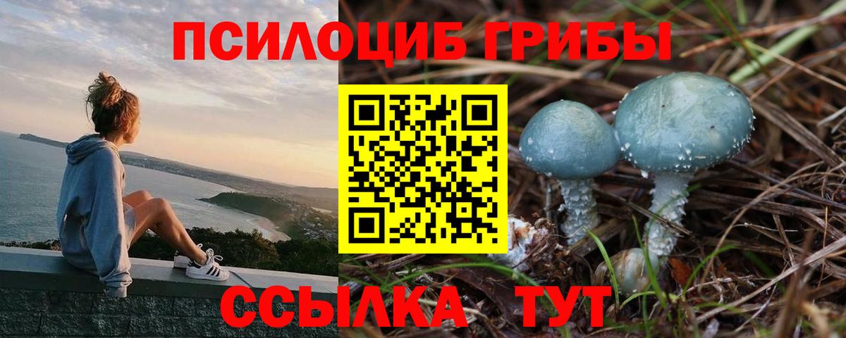 Псилоцибиновые грибы Psilocybe Петропавловск-Камчатский